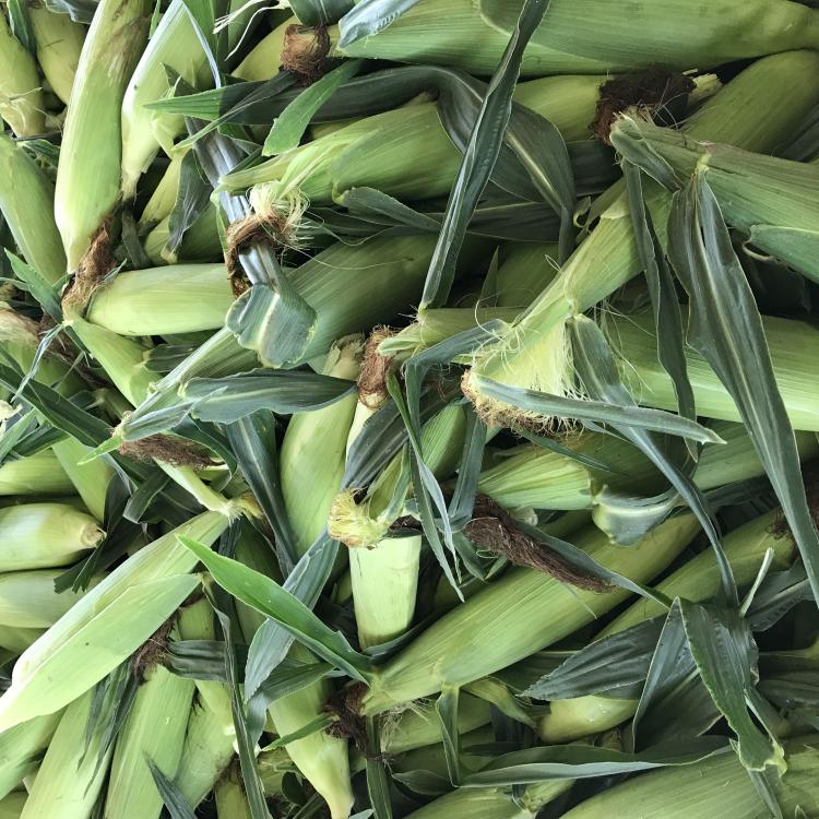  ears of corn