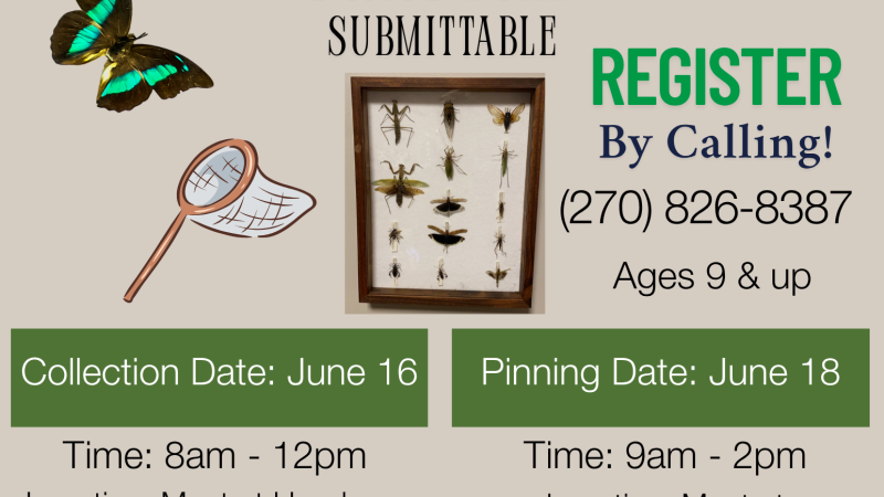 Insects Collection & Pinning