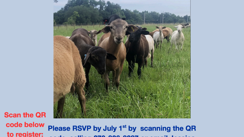 Small Ruminant Meeting 2025